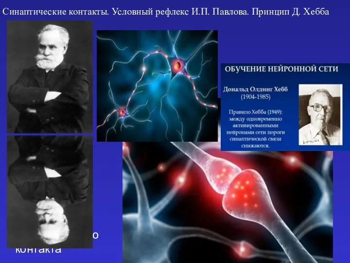 Синаптические контакты. Условный рефлекс И.П. Павлова. Принцип Д. Хебба Синхронное