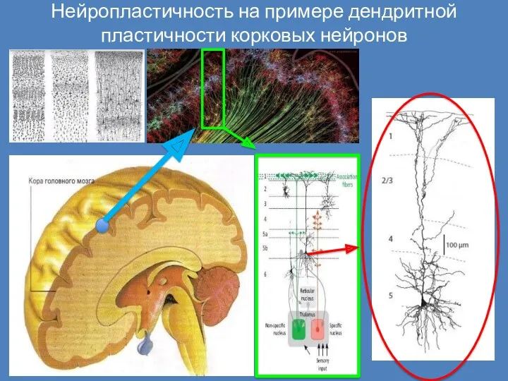 Нейропластичность на примере дендритной пластичности корковых нейронов