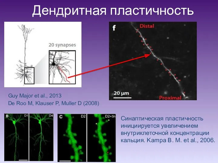 Дендритная пластичность Guy Major et al., 2013 De Roo M,