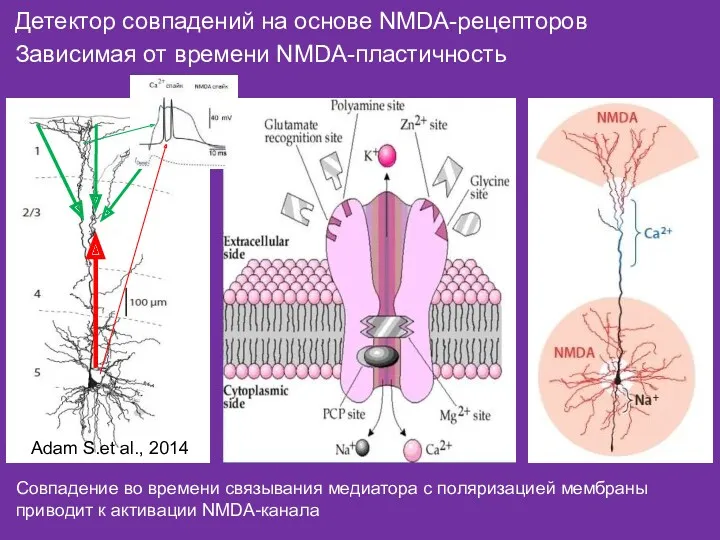 Детектор совпадений на основе NMDA-рецепторов Зависимая от времени NMDA-пластичность Совпадение