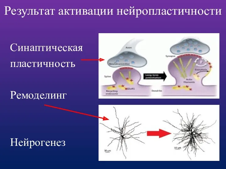 Результат активации нейропластичности Синаптическая пластичность Ремоделинг Нейрогенез