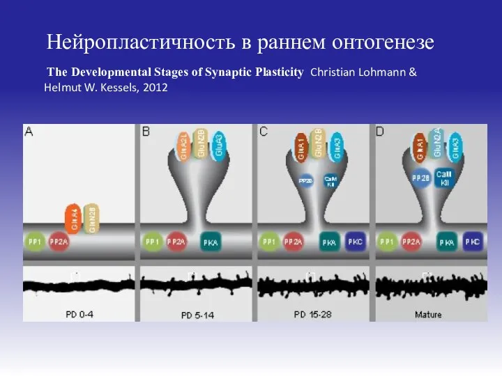 Нейропластичность в раннем онтогенезе The Developmental Stages of Synaptic Plasticity