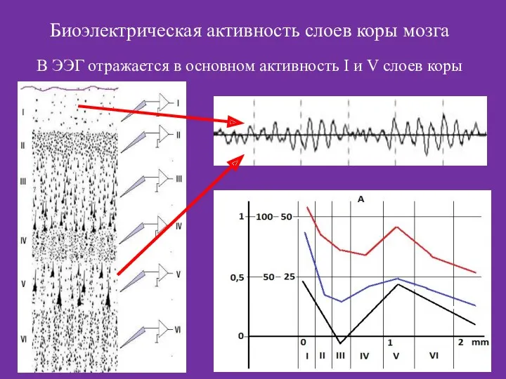 Биоэлектрическая активность слоев коры мозга В ЭЭГ отражается в основном активность I и V слоев коры