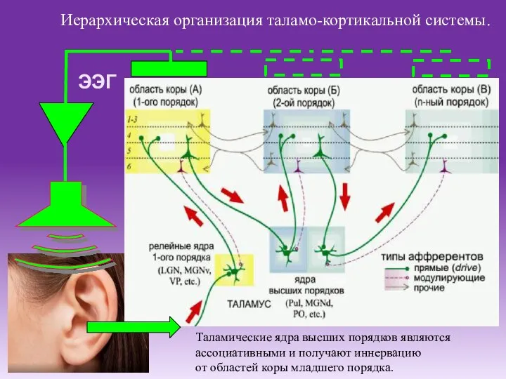 ЭЭГ Иерархическая организация таламо-кортикальной системы. Таламические ядра высших порядков являются