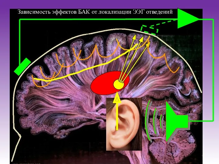 Зависимость эффектов БАК от локализации ЭЭГ отведений