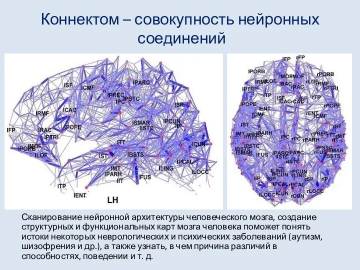 Коннектом – совокупность нейронных соединений Сканирование нейронной архитектуры человеческого мозга,