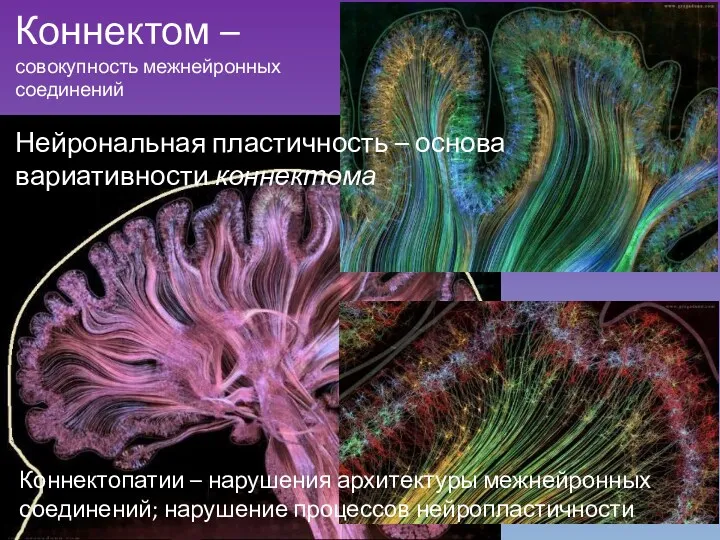 Коннектом – совокупность межнейронных соединений Нейрональная пластичность – основа вариативности