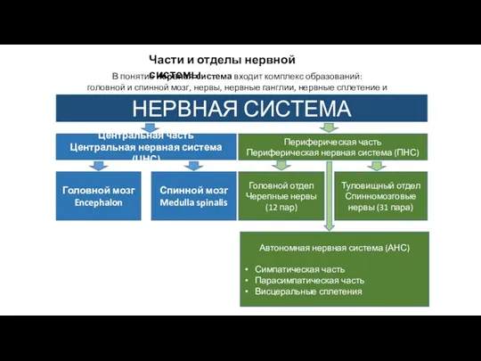 Части и отделы нервной системы В понятие нервная система входит