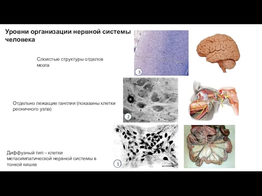 Уровни организации нервной системы человека Диффузный тип – клетки метасимпатической