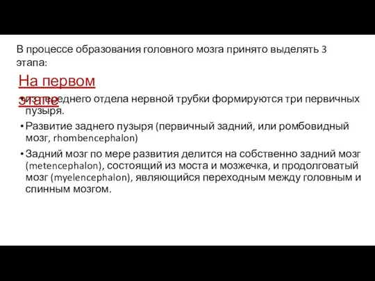 В процессе образования головного мозга принято выделять 3 этапа: из