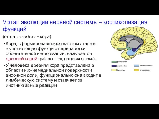 V этап эволюции нервной системы – кортиколизация функций (от лат.