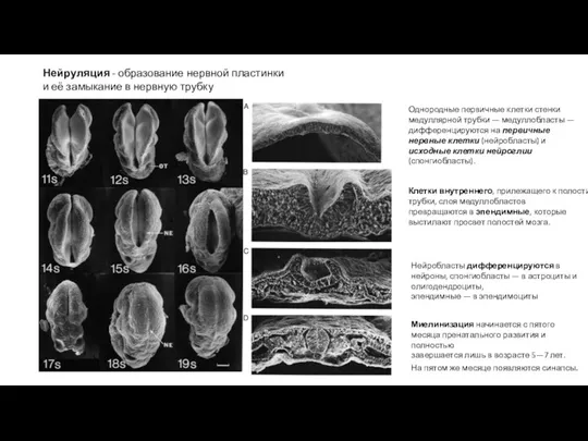 Нейруляция - образование нервной пластинки и её замыкание в нервную