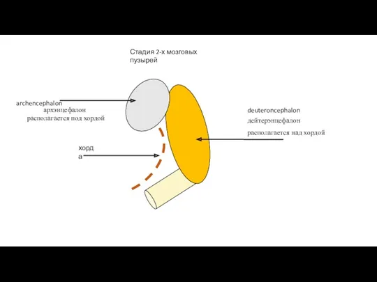 Стадия 2-х мозговых пузырей хорда архэнцефалон дейтерэнцефалон располагается под хордой располагается над хордой deuteroncephalon archencephalon