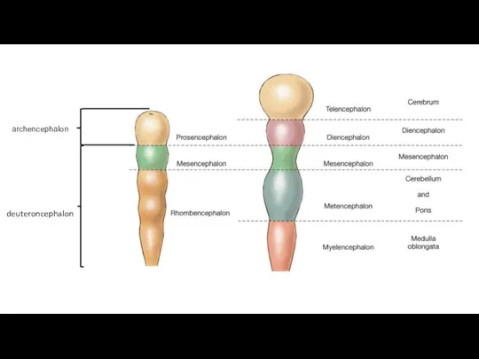 deuteroncephalon archencephalon