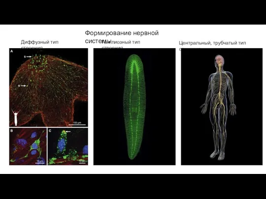 Формирование нервной системы Диффузный тип строения Ганглиозный тип строения Центральный, трубчатый тип строения