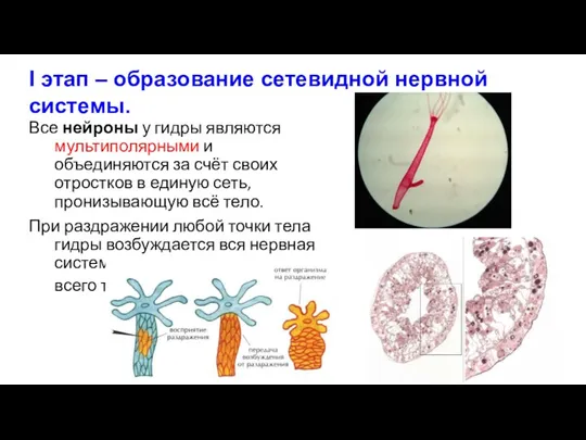 Все нейроны у гидры являются мультиполярными и объединяются за счёт