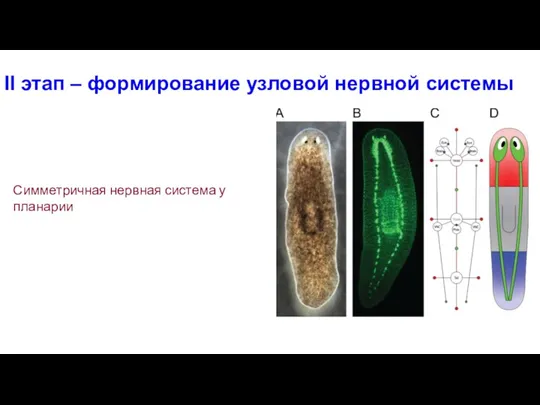 II этап – формирование узловой нервной системы Симметричная нервная система у планарии