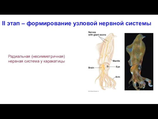 II этап – формирование узловой нервной системы Радиальная (несимметричная) нервная система у каракатицы