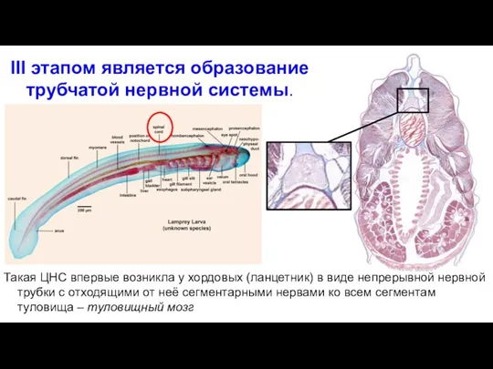 Такая ЦНС впервые возникла у хордовых (ланцетник) в виде непрерывной