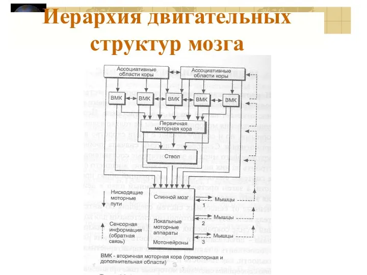 Иерархия двигательных структур мозга