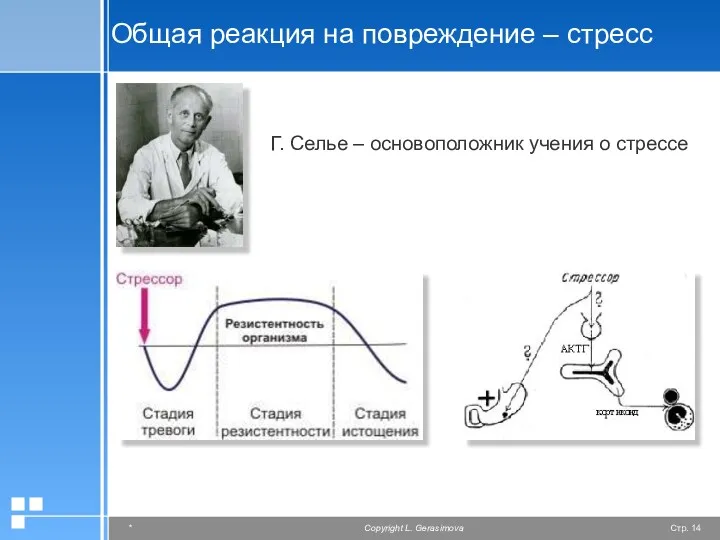 Общая реакция на повреждение – стресс Г. Селье – основоположник учения о стрессе