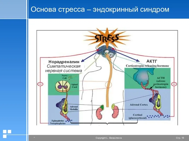 Основа стресса – эндокринный синдром