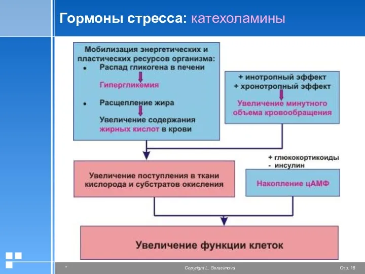 Гормоны стресса: катехоламины