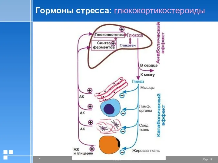 Гормоны стресса: глюкокортикостероиды