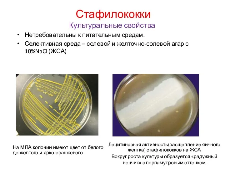 Стафилококки Культуральные свойства Нетребовательны к питательным средам. Селективная среда –