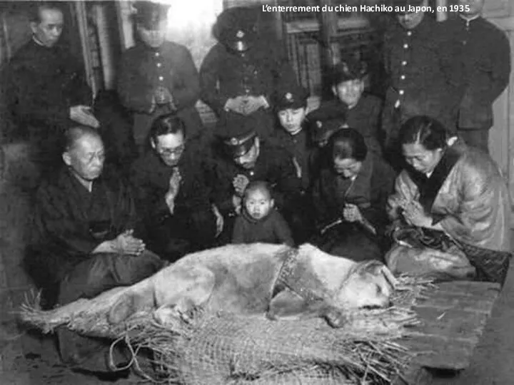 L’enterrement du chien Hachiko au Japon, en 1935