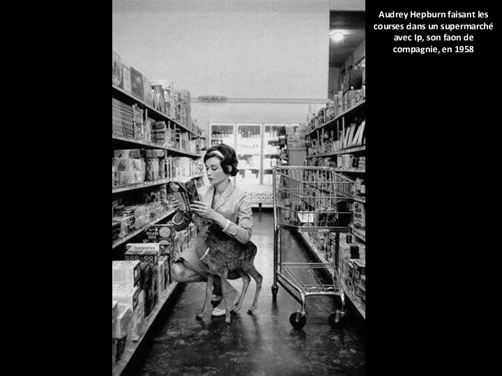 Audrey Hepburn faisant les courses dans un supermarché avec Ip, son faon de compagnie, en 1958