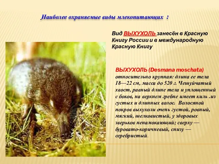 ВЫХУХОЛЬ (Desmana moschata) относительно крупная: длина ее тела 18—22 см,