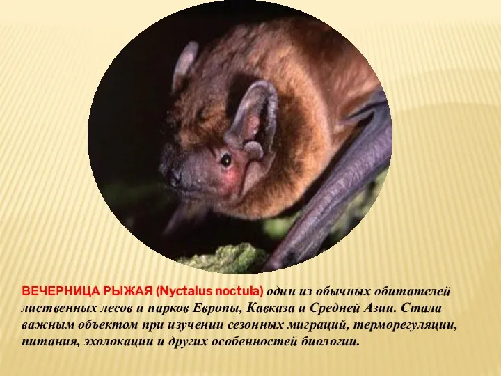 ВЕЧЕРНИЦА РЫЖАЯ (Nyctalus noctula) один из обычных обитателей лиственных лесов