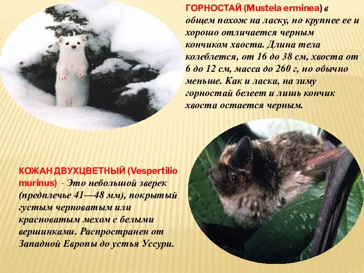 ГОРНОСТАЙ (Mustela erminea) в общем похож на ласку, но крупнее