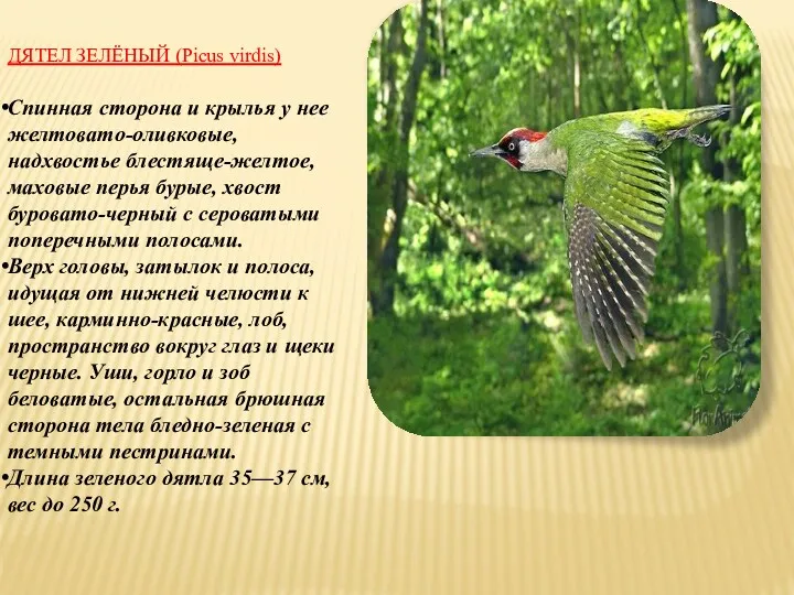 ДЯТЕЛ ЗЕЛЁНЫЙ (Picus virdis) Спинная сторона и крылья у нее