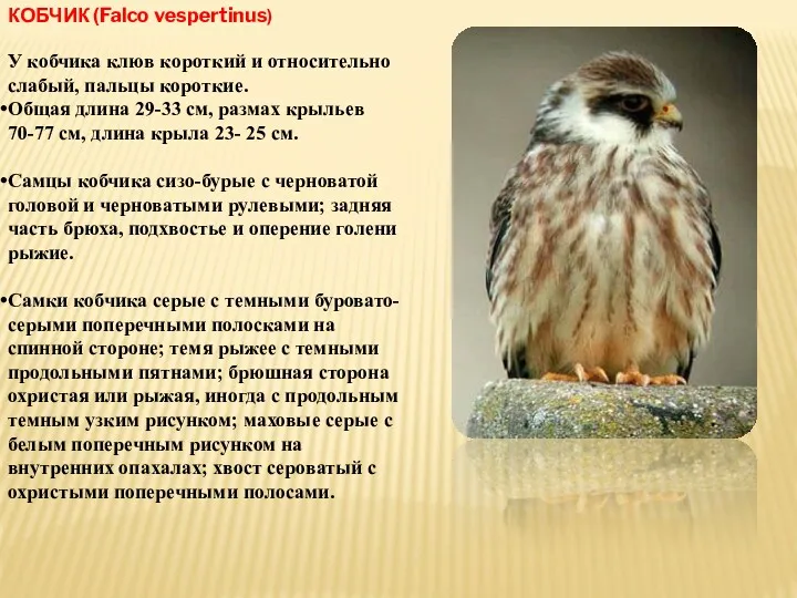 КОБЧИК (Falco vespertinus) У кобчика клюв короткий и относительно слабый,