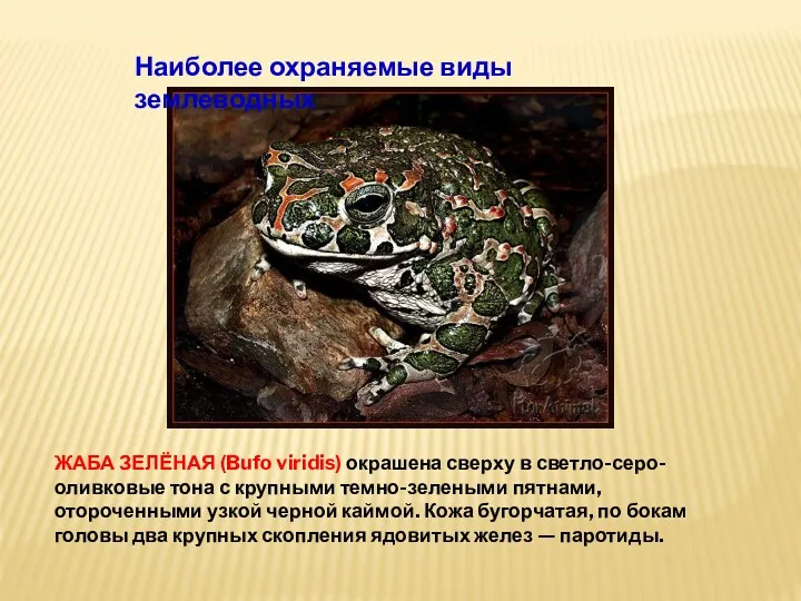 ЖАБА ЗЕЛЁНАЯ (Bufo viridis) окрашена сверху в светло-серо-оливковые тона с