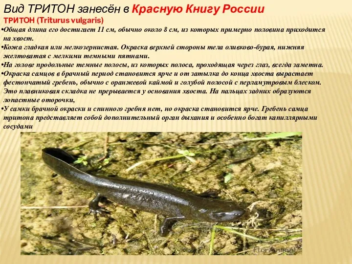 Вид ТРИТОН занесён в Красную Книгу России ТРИТОН (Triturus vulgaris)