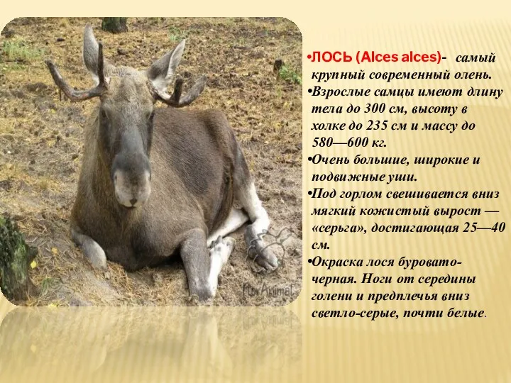 ЛОСЬ (Alces alces)- самый крупный современный олень. Взрослые самцы имеют