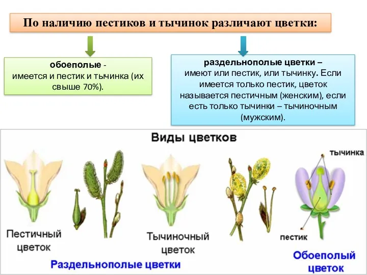 По наличию пестиков и тычинок различают цветки: обоеполые - имеется
