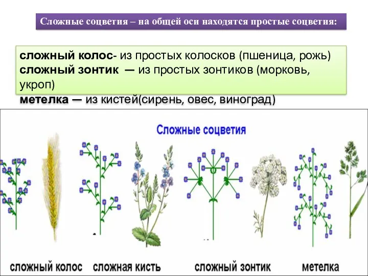 сложный колос- из простых колосков (пшеница, рожь) сложный зонтик —