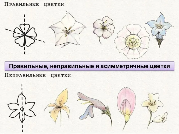 Правильные, неправильные и асимметричные цветки