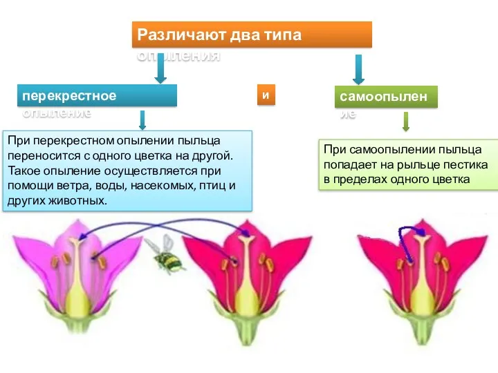 Различают два типа опыления самоопыление перекрестное опыление и При самоопылении