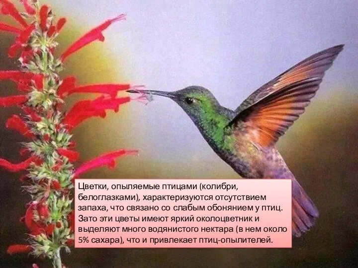Цветки, опыляемые птицами (колибри, белоглазками), характеризуются отсутствием запаха, что связано