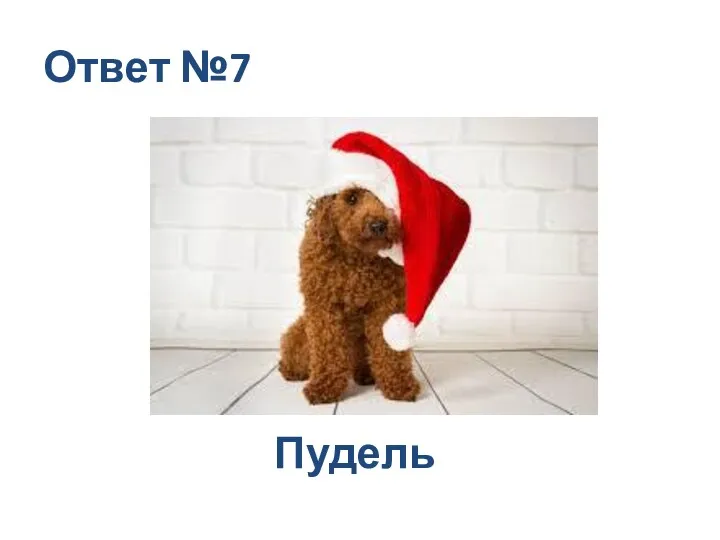 Ответ №7 Пудель