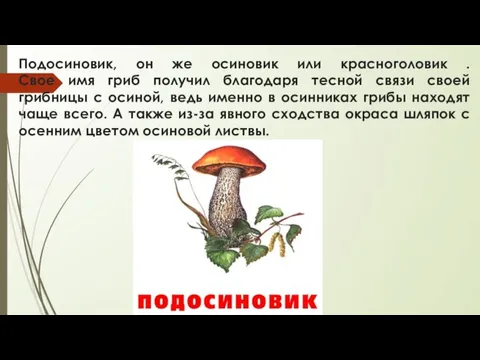 Подосиновик, он же осиновик или красноголовик . Свое имя гриб