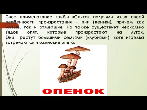 Свое наименование грибы «Опята» получили из-за своей особенности произрастания –