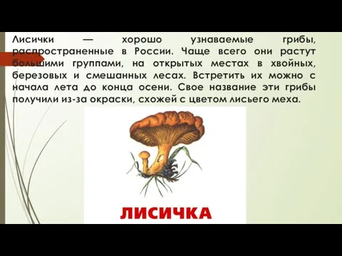 Лисички — хорошо узнаваемые грибы, распространенные в России. Чаще всего