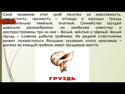 Своё название этот гриб получил за массивность, увесистость, грузность –