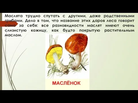 Маслята трудно спутать с другими, даже родственными грибами. Дело в